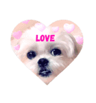 愛犬マルシーズーのまとん君（個別スタンプ：2）