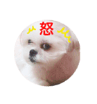 愛犬マルシーズーのまとん君（個別スタンプ：3）