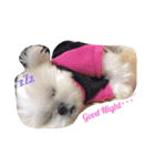 愛犬マルシーズーのまとん君（個別スタンプ：4）