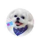 愛犬マルシーズーのまとん君（個別スタンプ：5）