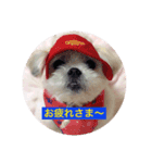 愛犬マルシーズーのまとん君（個別スタンプ：6）