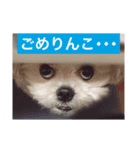 愛犬マルシーズーのまとん君（個別スタンプ：7）
