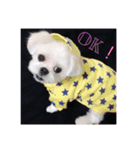 愛犬マルシーズーのまとん君（個別スタンプ：8）