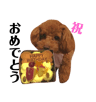 私はトイプードルのまるです。（個別スタンプ：3）