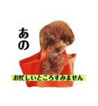 私はトイプードルのまるです。（個別スタンプ：4）
