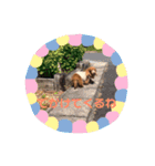 かわいいダックス 使える日常会話（個別スタンプ：6）
