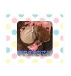 かわいいダックス 使える日常会話（個別スタンプ：8）