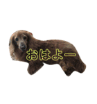 かわいいダックス 使える日常会話（個別スタンプ：10）