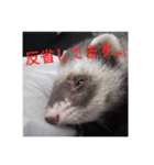 ニートのフェレット3（個別スタンプ：1）