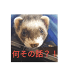 ニートのフェレット3（個別スタンプ：2）
