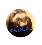 ニートのフェレット3（個別スタンプ：4）