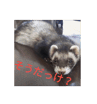 ニートのフェレット3（個別スタンプ：5）