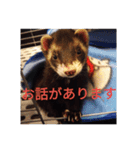 ニートのフェレット3（個別スタンプ：8）
