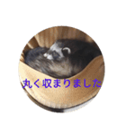 ニートのフェレット3（個別スタンプ：9）