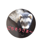 ニートのフェレット3（個別スタンプ：14）