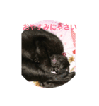 黒猫チョコのスタンプ（個別スタンプ：1）