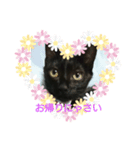 黒猫チョコのスタンプ（個別スタンプ：2）