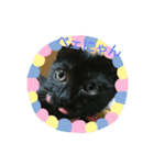 黒猫チョコのスタンプ（個別スタンプ：3）