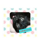 黒猫チョコのスタンプ（個別スタンプ：4）