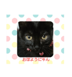 黒猫チョコのスタンプ（個別スタンプ：5）