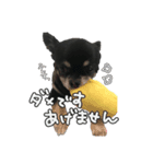 チワワのハルちゃん。（個別スタンプ：6）