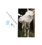 ヤギのもっくん（メス）2（個別スタンプ：4）