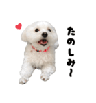 毎日白い犬（個別スタンプ：5）