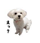 毎日白い犬（個別スタンプ：19）