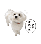 毎日白い犬（個別スタンプ：33）