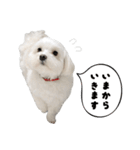 毎日白い犬（個別スタンプ：34）