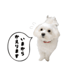 毎日白い犬（個別スタンプ：35）