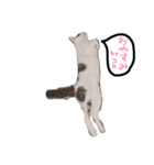 コロマロチョロ（個別スタンプ：1）