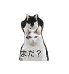 コロマロチョロ（個別スタンプ：7）