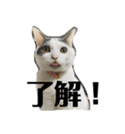 コロマロチョロ（個別スタンプ：11）
