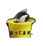 コロマロチョロ（個別スタンプ：12）