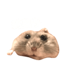 もぐ(ハムスター)（個別スタンプ：3）