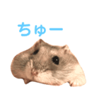 もぐ(ハムスター)（個別スタンプ：6）