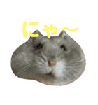 もぐ(ハムスター)（個別スタンプ：7）