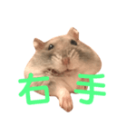 もぐ(ハムスター)（個別スタンプ：9）