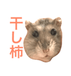 もぐ(ハムスター)（個別スタンプ：13）
