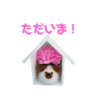 羊毛フェルト犬 もふお（個別スタンプ：6）