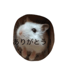 赤ちゃんハムスターのユキと猫のキリ（個別スタンプ：2）