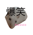 赤ちゃんハムスターのユキと猫のキリ（個別スタンプ：3）