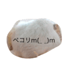 赤ちゃんハムスターのユキと猫のキリ（個別スタンプ：6）