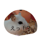 赤ちゃんハムスターのユキと猫のキリ（個別スタンプ：8）