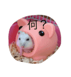 赤ちゃんハムスターのユキと猫のキリ（個別スタンプ：9）
