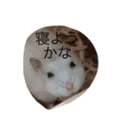 赤ちゃんハムスターのユキと猫のキリ（個別スタンプ：14）