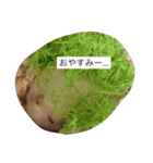 赤ちゃんハムスターのユキと猫のキリ（個別スタンプ：16）