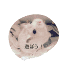 赤ちゃんハムスターのユキと猫のキリ（個別スタンプ：17）