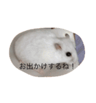 赤ちゃんハムスターのユキと猫のキリ（個別スタンプ：19）